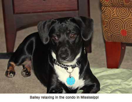 bailey