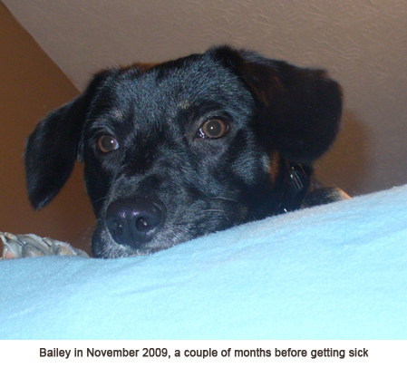 bailey