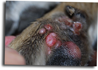 what is histiocytic sarcoma dogs