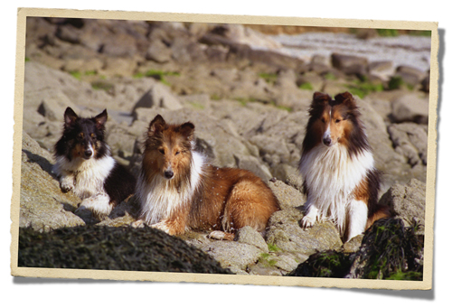 Sheltie pedigree hot sale